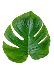 Green monstera tropical leaf on a white background. Top view.