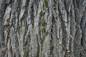  Acacia trunk close-up.
