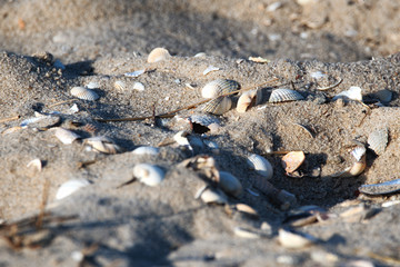 Muscheln am Strand