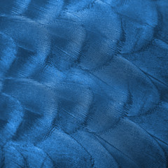 Closeup blue peacock feathers for background