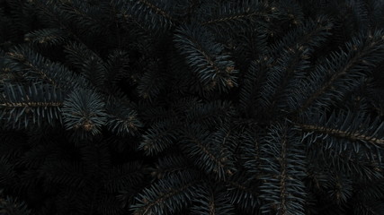 abstract dark fir background