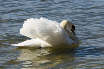 a Swan is swimming on the lake