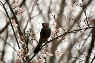 桜にヒヨドリ・振り向く