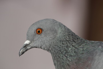 Pigeon head close up on blurred background