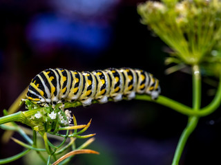 monarch butterfly, Danaus plexippus