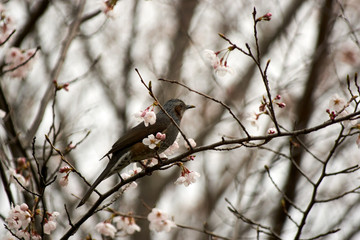 桜にとまるヒヨドリ