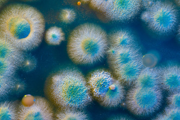 close up petri dish with microbe colony - obrazy, fototapety, plakaty