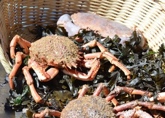 Crabs and Sea spider crab for sale at a french market