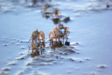small ghost crab on the beach sand