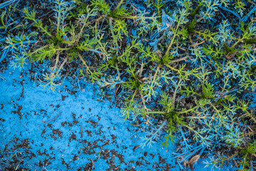 Environmental pollution with blue paint.