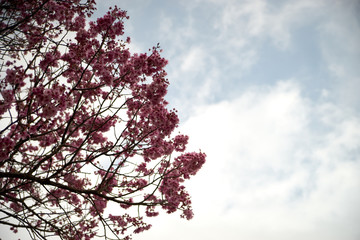 陽光・桜と青空４