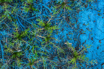 Blue paint on a natural floor.