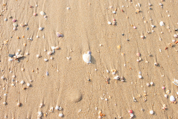Fototapeta na wymiar Breaking the shells on the beach is a natural beauty.