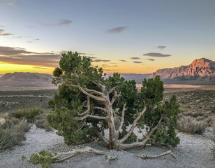 Fototapeta na wymiar Red Rock Canyon,Nevada