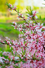 pink flowers in the garden