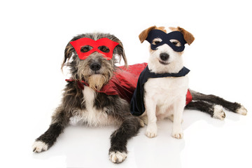 TWO FUNNY DOGS SUPER HERO COSTUME. JACK RUSSELL AND PUREBRED WEARING A RED AND BLUE MASK AND A CAPE. CARNIVAL OR HALLOWEEN. ISOLATED STUDIO SHOT AGAINST WHITE BACKGROUND.