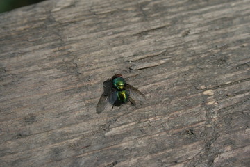  fly. resident of parallel reality