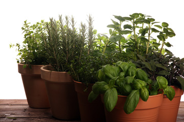 Homegrown and aromatic herbs in old clay pots on rustic background
