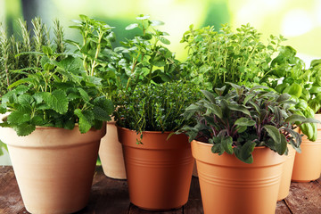 Homegrown and aromatic herbs in old clay pots on rustic background