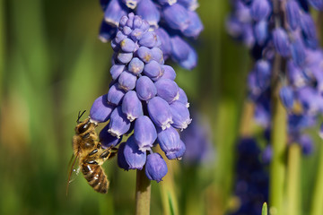 Biene auf Traubenhyazinthe in Abendsonne - 2