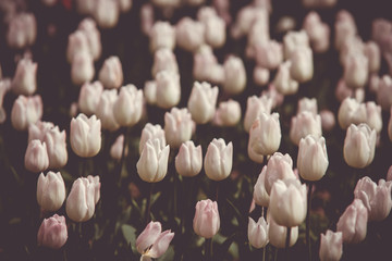 Filtered and blured image of spring tulips in a garden