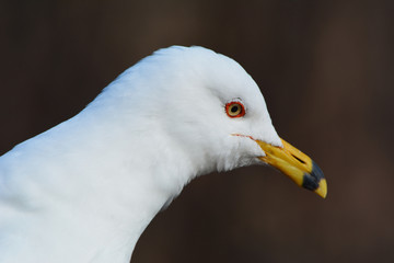 Portrait of Ring Billed Gull