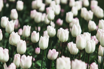Filtered image of a white tulip flowers in a garden