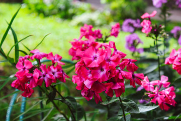 pink flowers in the garden
