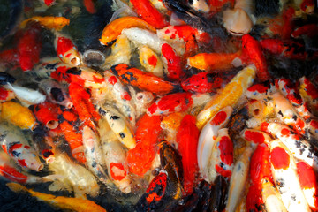 Obraz na płótnie Canvas fancy carp or koi fish in pond