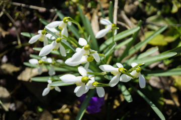 snowdrops from above view