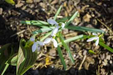 snowdrops from above view