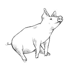 Contour Line Drawing. Funny pig. Hand-drawn. Coloring for kids.