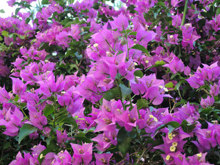 Blooming bougainvillea flowers background. Bright pink magenta bougainvillea flowers as a floral background.