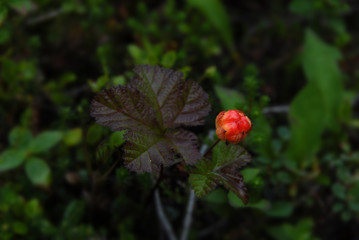 cloudberry in nature