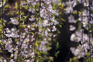 枝垂れ桜と緑葉です