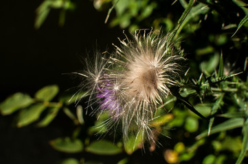 A beautiful color of blooming head donkey thistle closeup as natural floral background