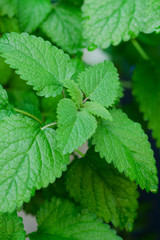 Fototapeta na wymiar Close up image of fresh mint leaves