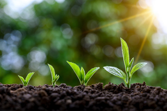 Development Of Seedling Growth Planting Seedlings Young Plant In The Morning Light On Nature Background