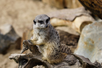 Fototapeta premium Full body of a wild African Meerkat (Suricatta)
