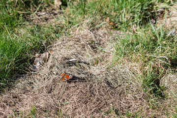 Peacock butterfly sitting on dry grass.