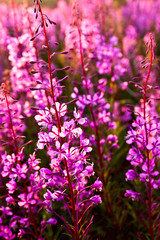 .flowers Ivan tea kiptey at sunset in backlight closeup