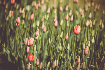 Filtered and blured image of spring tulips in a garden