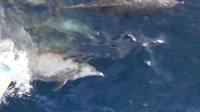Delfine schwimmen und springen vor Tauchboot mit Welle und schauen in die Kamera