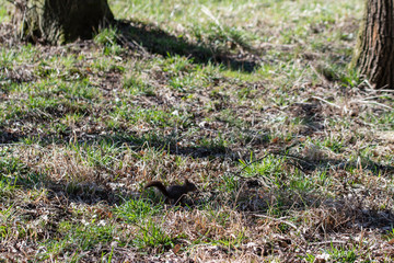 Squirrel running across the grass.