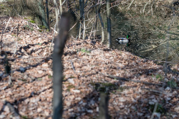 Duck on the surface behind the trees.