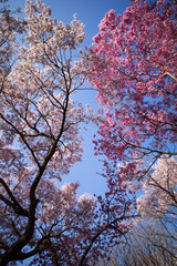 full of cherry blossoms