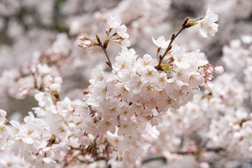 full of cherry blossoms