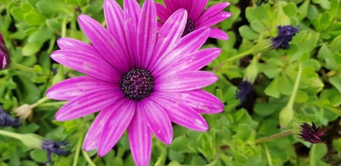 A drop of water on a violet flower