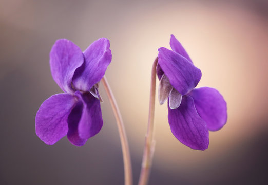 Fiołek wonny - Viola odorata