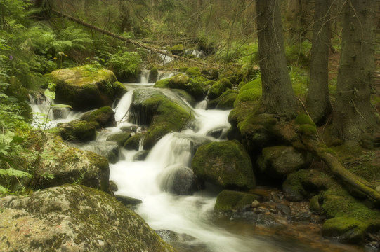 Forest Brook with cascades